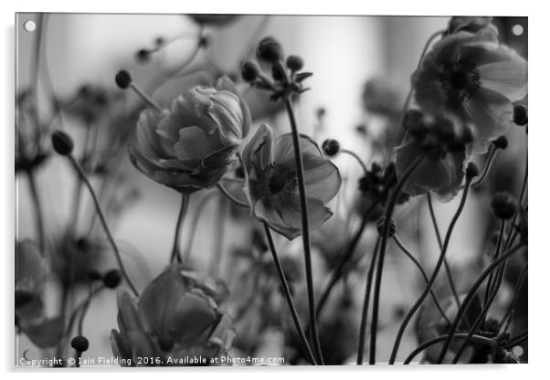 Japanese Wind Flowers Acrylic by Iain Fielding