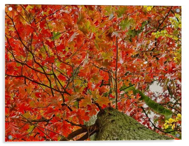 oak Acrylic by Victor Burnside