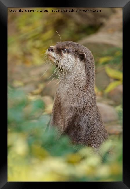 Otter Amongst Autumn Leaves Framed Print by rawshutterbug 