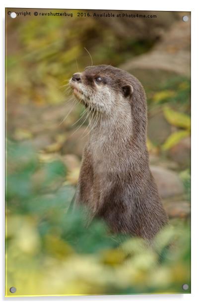 Otter Amongst Autumn Leaves Acrylic by rawshutterbug 
