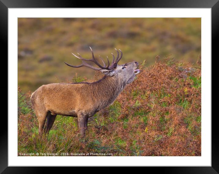 Scottish Highland red deer stag Framed Mounted Print by Tom Dolezal