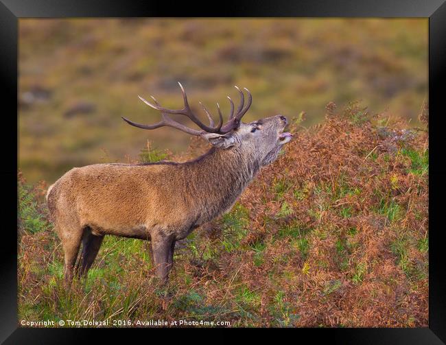 Scottish Highland red deer stag Framed Print by Tom Dolezal