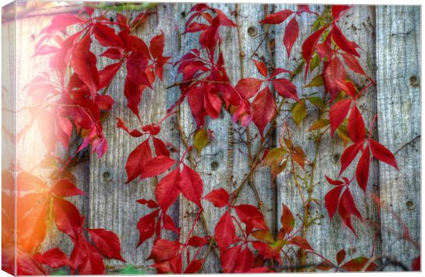 colours of autumn Canvas Print by sue davies
