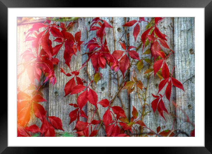 colours of autumn Framed Mounted Print by sue davies