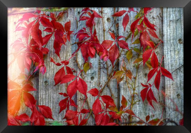 colours of autumn Framed Print by sue davies