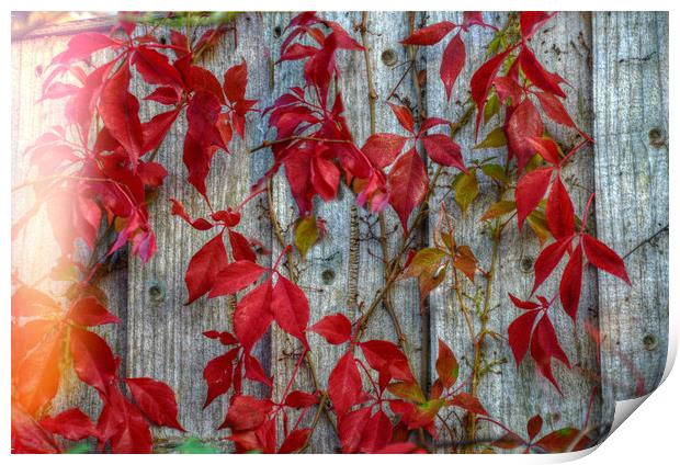colours of autumn Print by sue davies