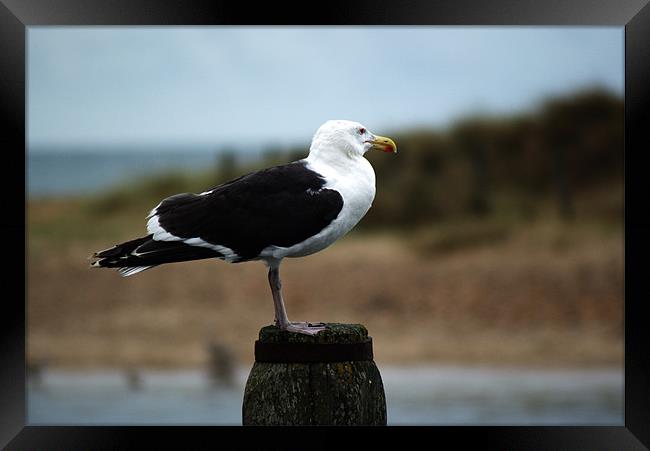 Great black backed gull (larus marinus) Framed Print by Chris Day
