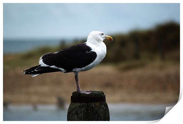 Great black backed gull (larus marinus) Print by Chris Day