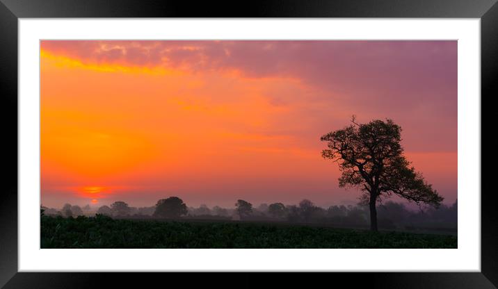 Sunrise Oak Framed Mounted Print by Owen Gee
