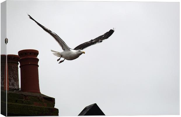Great black backed gull swoops down Canvas Print by Chris Day
