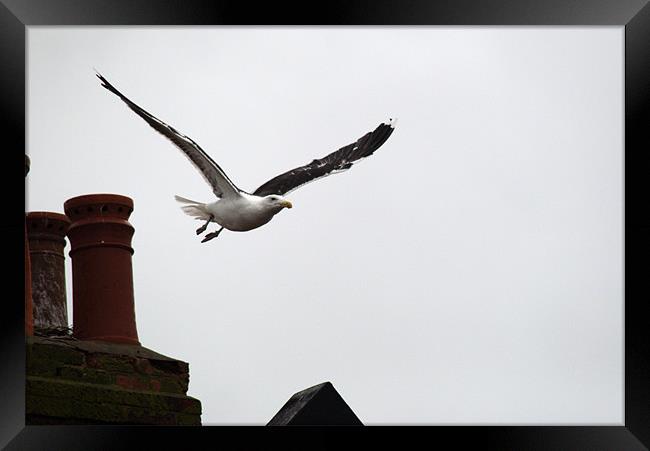 Great black backed gull swoops down Framed Print by Chris Day