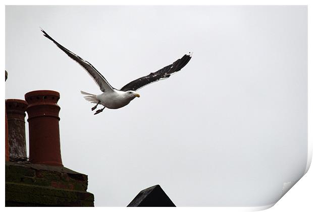 Great black backed gull swoops down Print by Chris Day