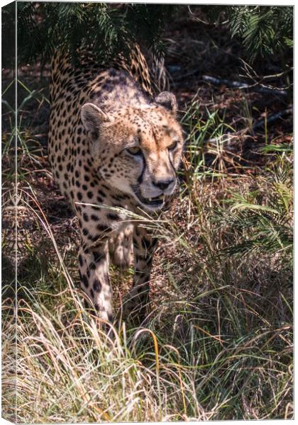 Cheetah in dappled light Canvas Print by Norman Ferguson