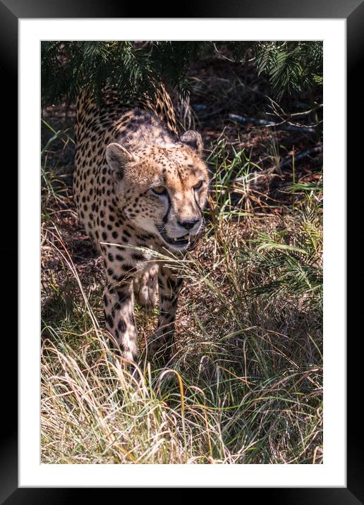 Cheetah in dappled light Framed Mounted Print by Norman Ferguson