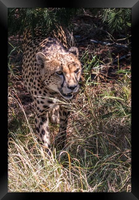 Cheetah in dappled light Framed Print by Norman Ferguson