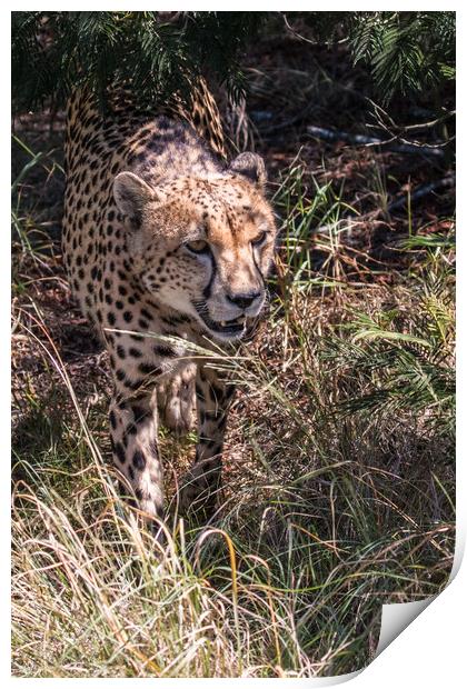 Cheetah in dappled light Print by Norman Ferguson