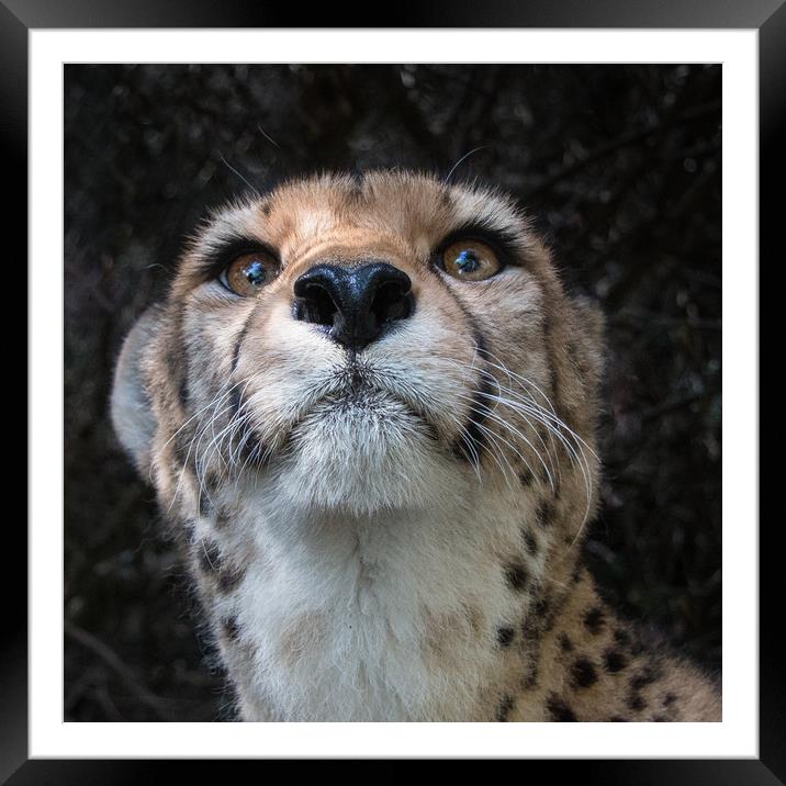 Cheetah Head Portrait Framed Mounted Print by Norman Ferguson
