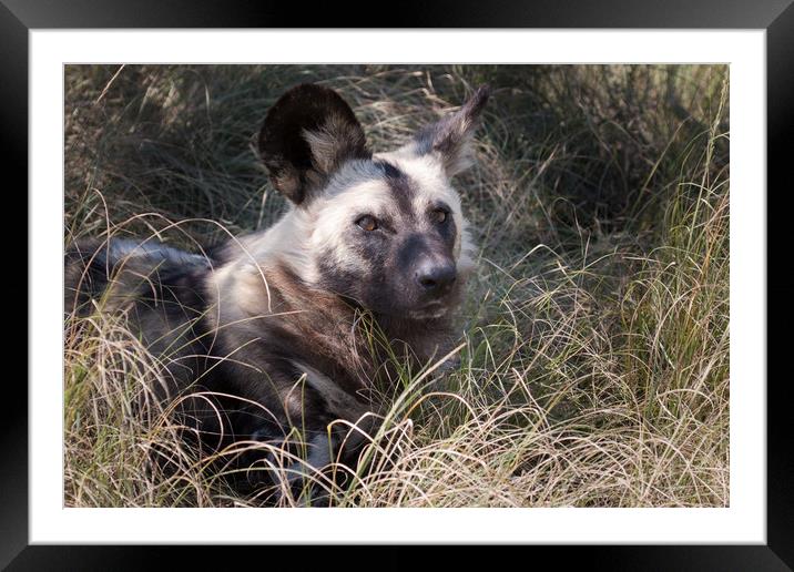 Wild Dog Framed Mounted Print by Norman Ferguson