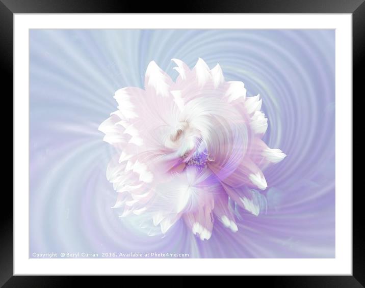 Delicate Beauty Framed Mounted Print by Beryl Curran