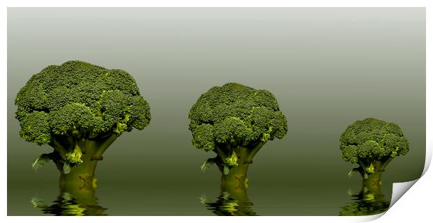 Broccoli Green Veg Print by David French