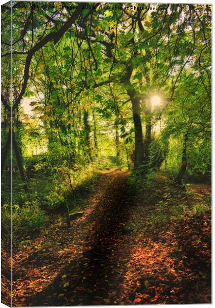 Sunlight forest Canvas Print by Derrick Fox Lomax