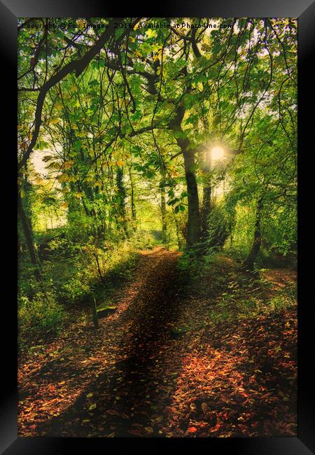 Sunlight forest Framed Print by Derrick Fox Lomax