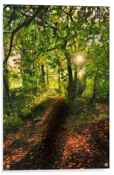 Sunlight forest Acrylic by Derrick Fox Lomax