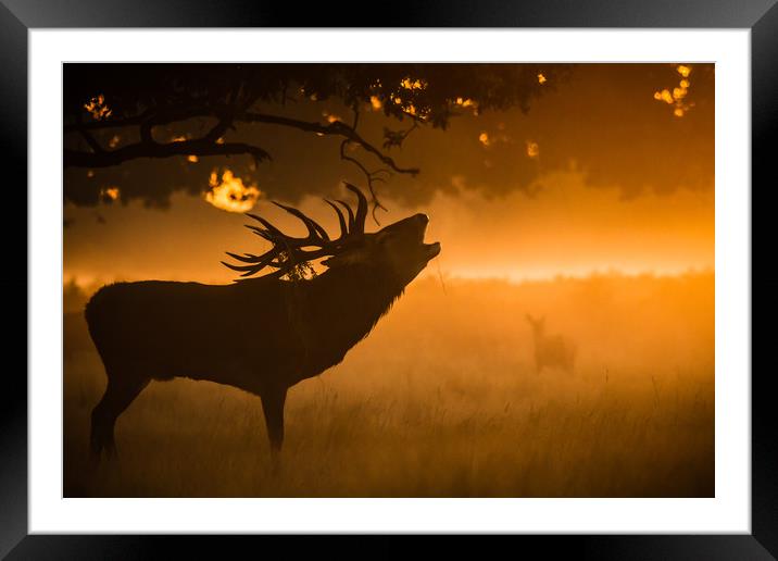 The Call Framed Mounted Print by Stephen Darlington