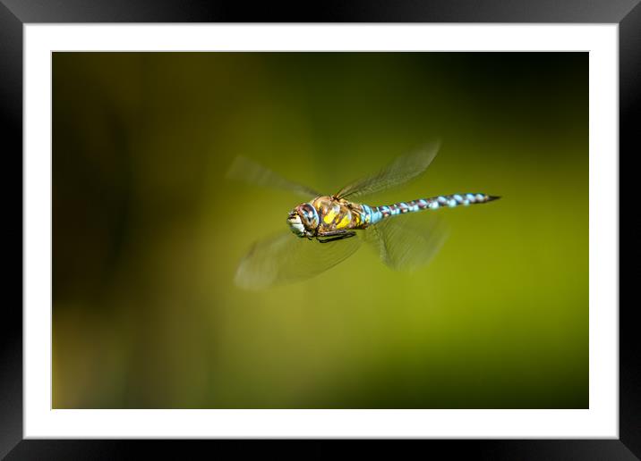 Fly by Framed Mounted Print by Stephen Darlington