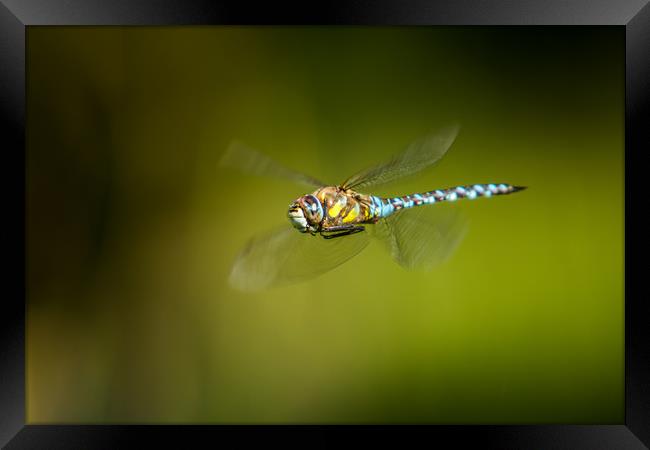 Fly by Framed Print by Stephen Darlington