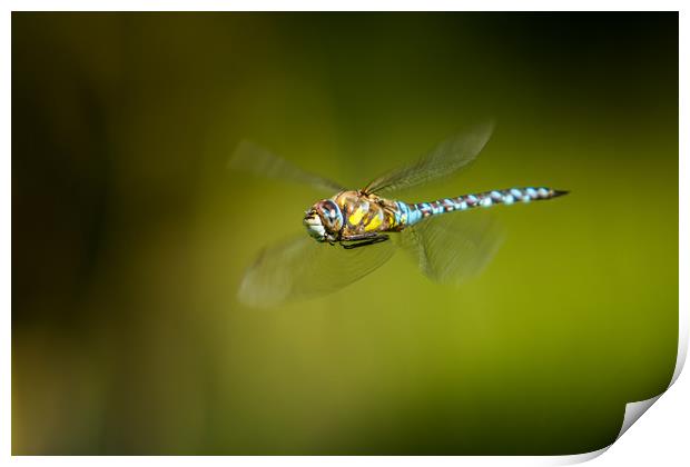 Fly by Print by Stephen Darlington