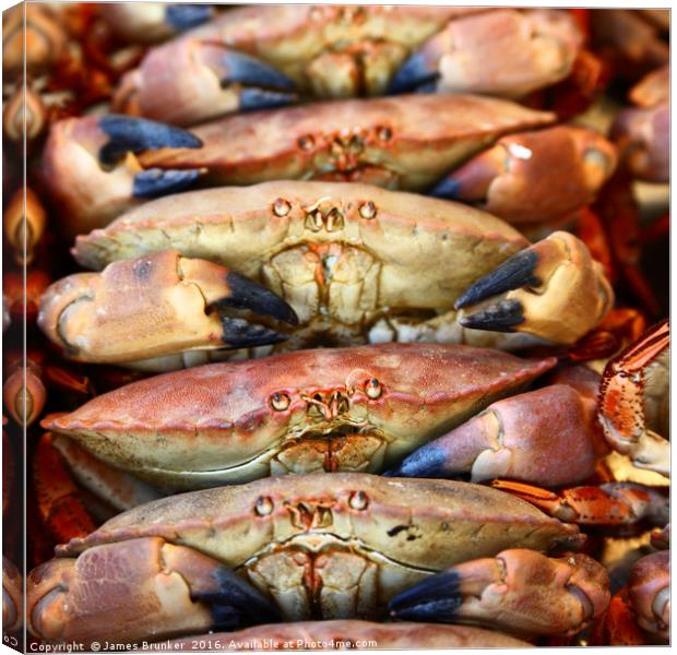 Unhappy Edible crabs (Cancer pagurus) Canvas Print by James Brunker