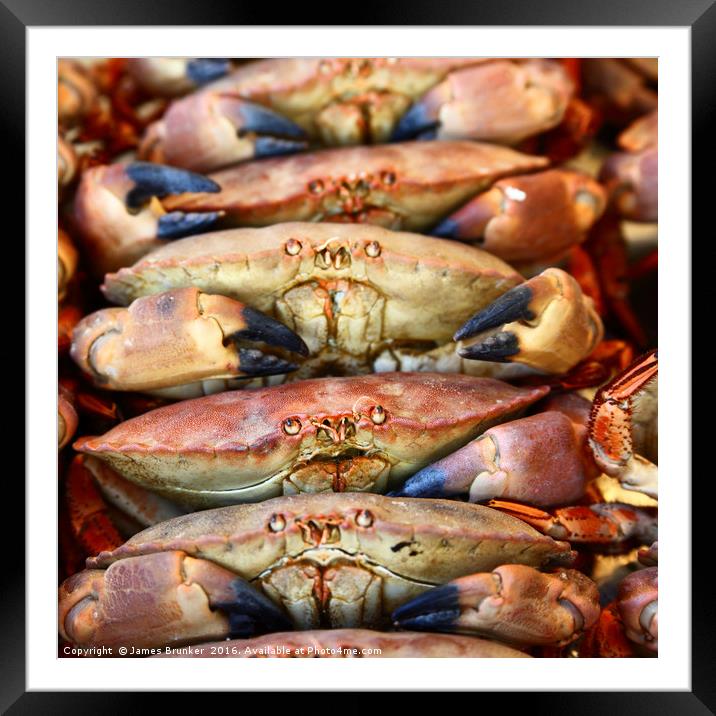 Unhappy Edible crabs (Cancer pagurus) Framed Mounted Print by James Brunker