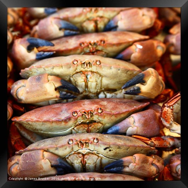 Unhappy Edible crabs (Cancer pagurus) Framed Print by James Brunker