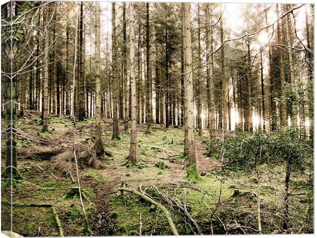 Haldon Forest, The Green Woods Canvas Print by K. Appleseed.