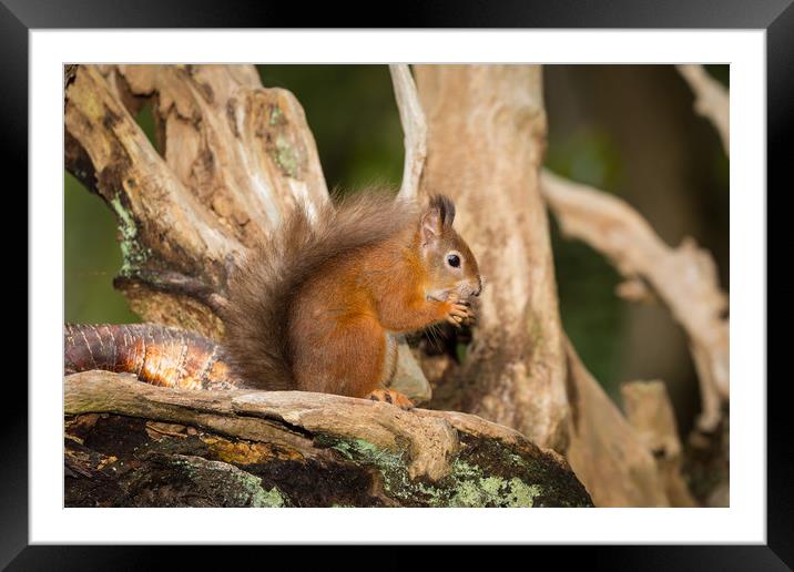 Red Squirell in his Tree House Framed Mounted Print by Ray Taylor