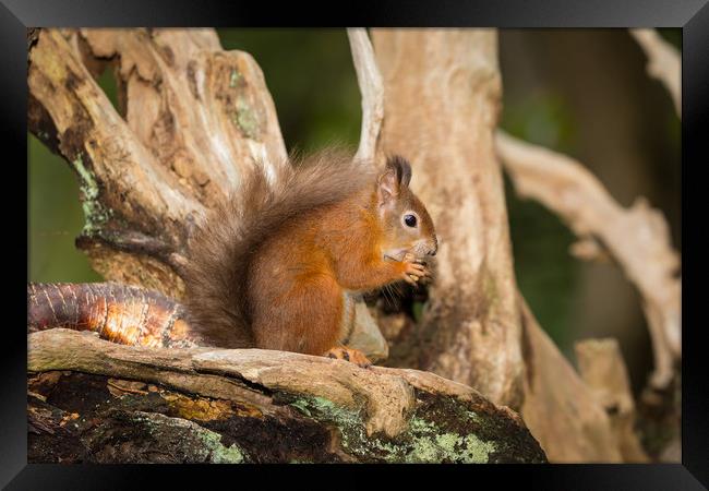 Red Squirell in his Tree House Framed Print by Ray Taylor