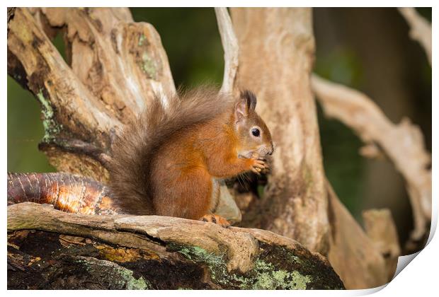 Red Squirell in his Tree House Print by Ray Taylor