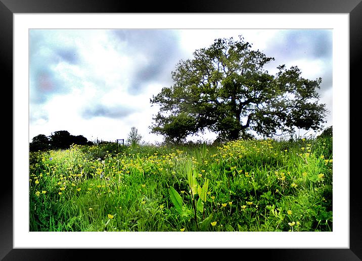 Cockington Park Tree and Meadow fantasy. Framed Mounted Print by K. Appleseed.