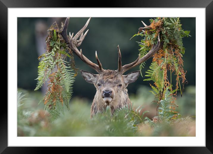 Antler Headress Framed Mounted Print by Ray Taylor