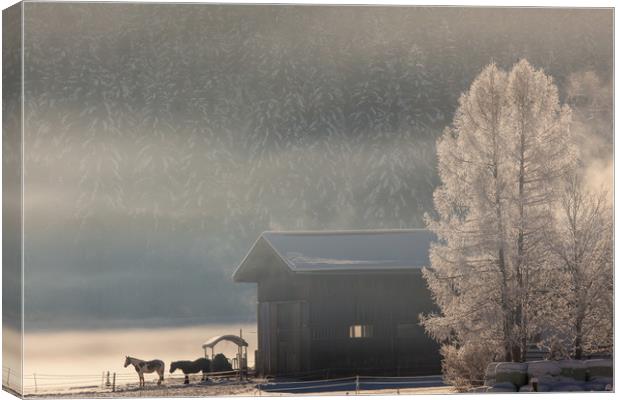 Misty winter morning Canvas Print by Thomas Schaeffer