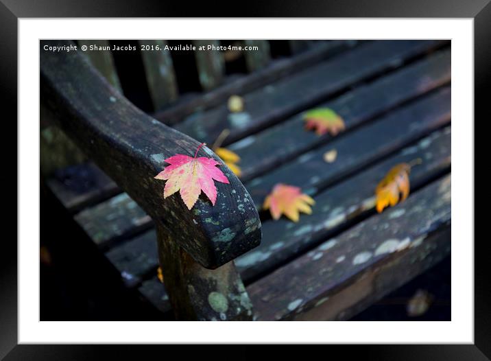 Autumn leaf  Framed Mounted Print by Shaun Jacobs
