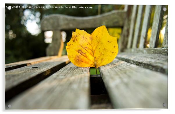 Autumn leaf on a wooden bench Acrylic by Shaun Jacobs