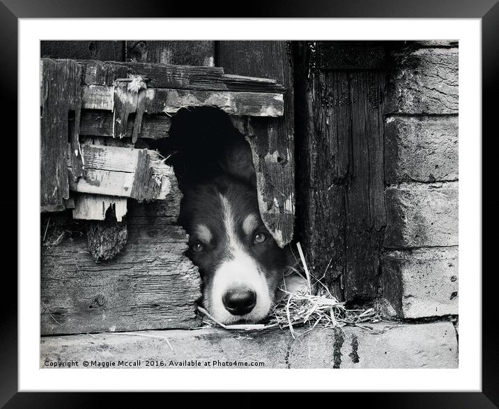 Border Collie, Dog  in Monochrome Framed Mounted Print by Maggie McCall