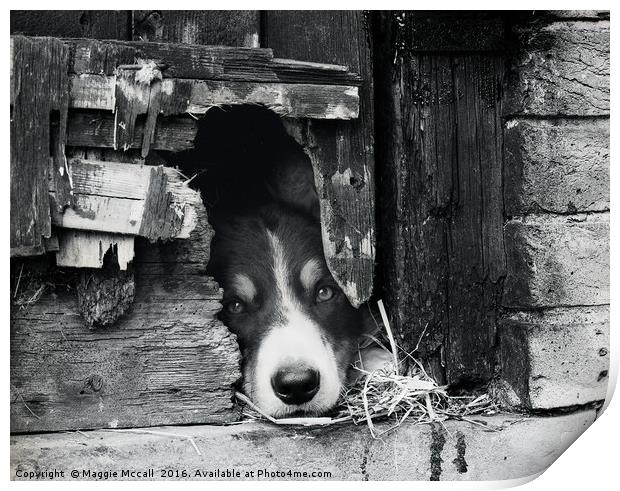 Border Collie, Dog  in Monochrome Print by Maggie McCall