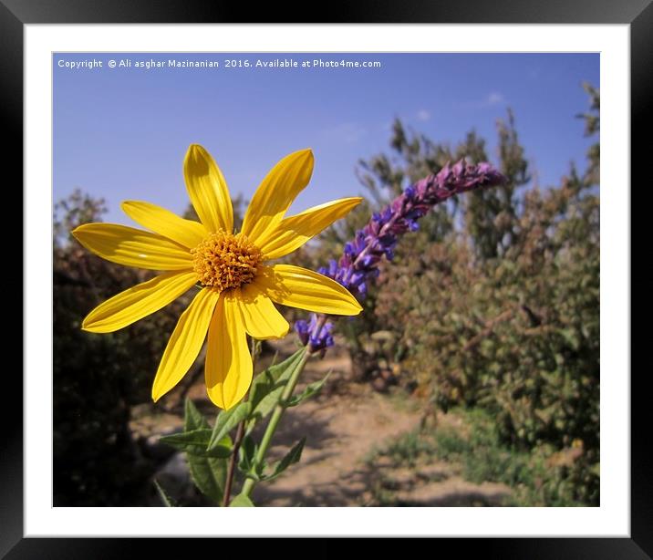 Nice garden flowers, Framed Mounted Print by Ali asghar Mazinanian