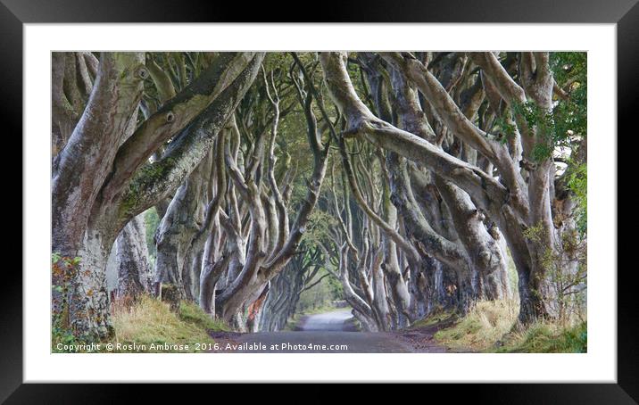 The Dark Hedges Ballymoney County Antrim Framed Mounted Print by Ros Ambrose