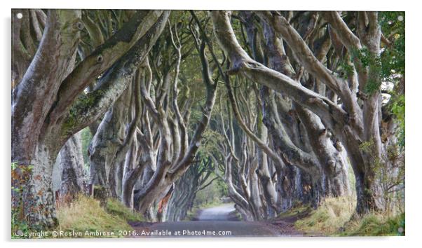 The Dark Hedges Ballymoney County Antrim Acrylic by Ros Ambrose