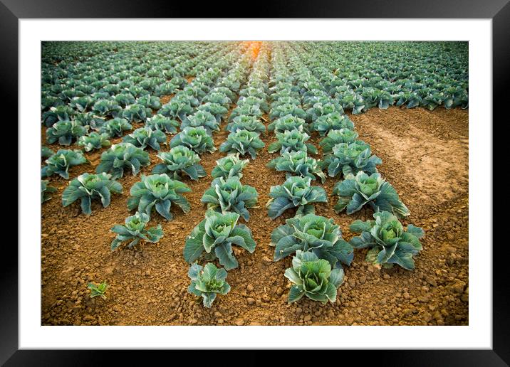 Cabbage field Framed Mounted Print by Simon Thorpe