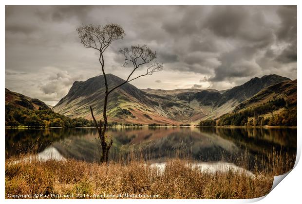 The Lone Tree at Buttermere Print by Ray Pritchard